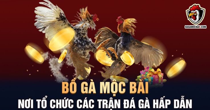 Một số lý do đá gà Mộc Bài thu hút người chơi đến vậy